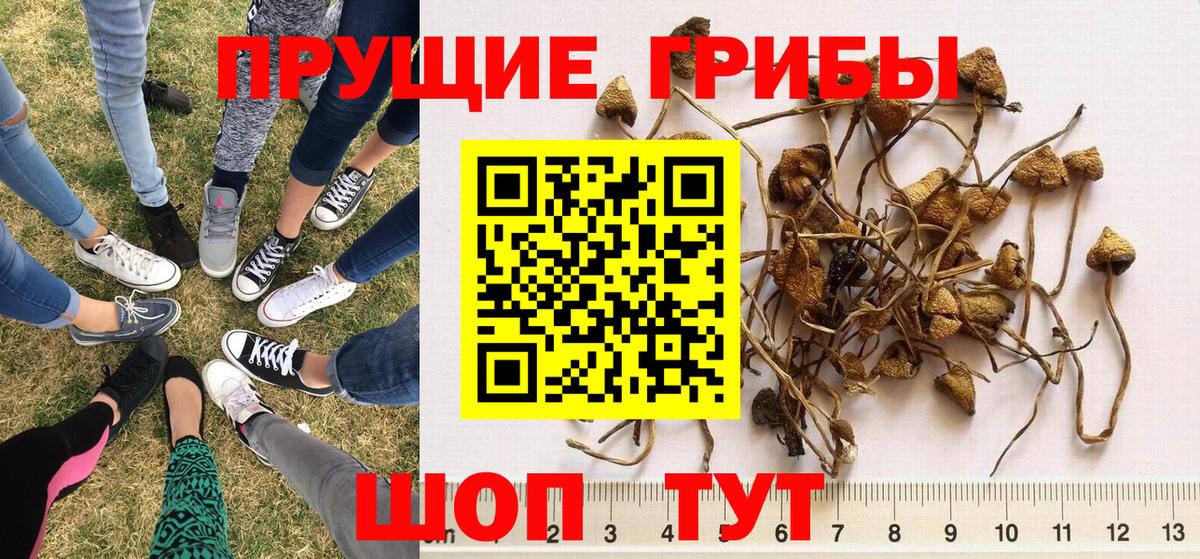 Галлюциногенные грибы Psilocybine cubensis  наркошоп  Карачаевск  Вход с VPN 
